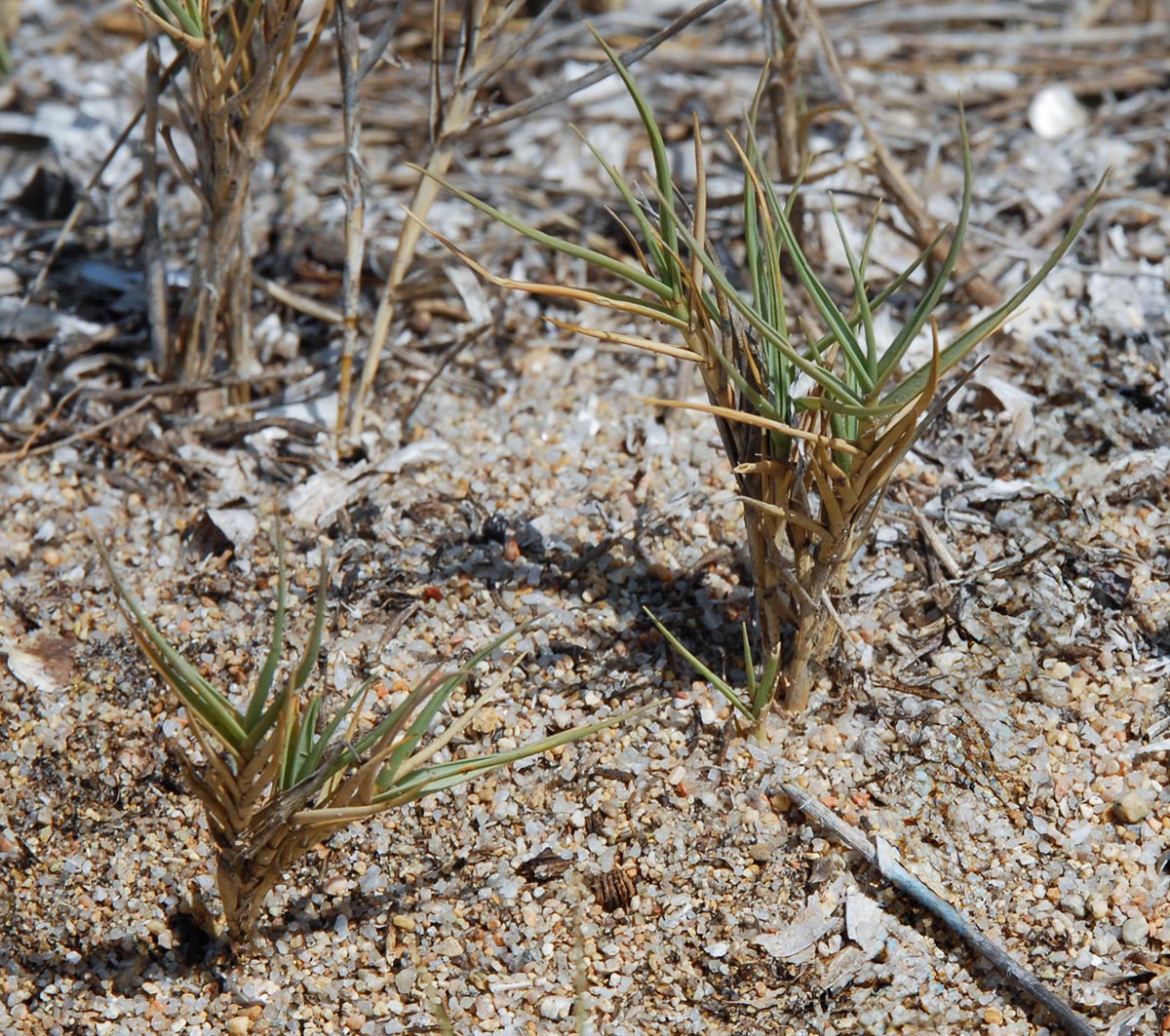 Habitus vegetativer Trieb